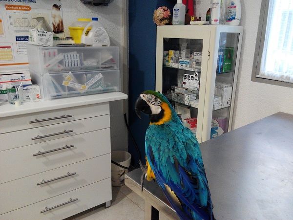 Veterinario de Animales Exóticos en Alicante