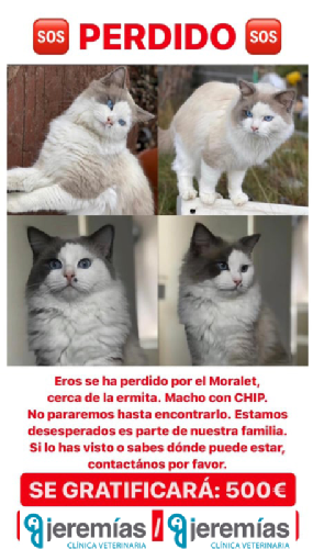 Urgente, Eros Gatito Perdido