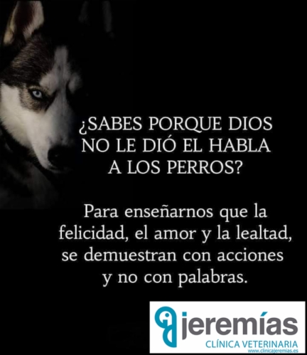 ¿ Sabes por qué Dios, no le dió el habla a los perros?