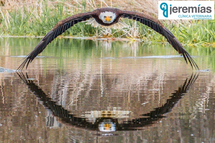 Foto perfecta Águila calva: Lugar adecuado y momento adecuado