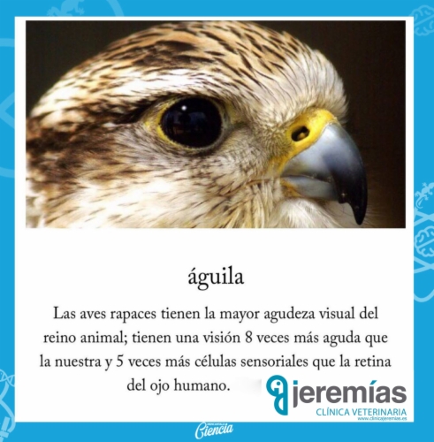 Noticia curiosa de la semana: Águila - Jeremías