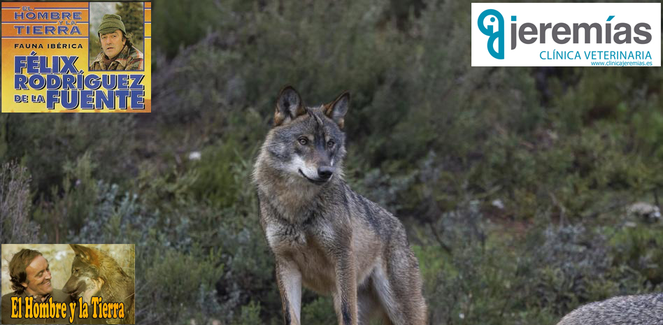 Prohibida la caza del lobo en toda España (Félix Rodríguez de la Fuente) 22/9/2021