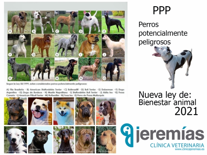 Nueva Ley bienestar animal: elimina la lista de perros potencialmente peligrosos (PPP)