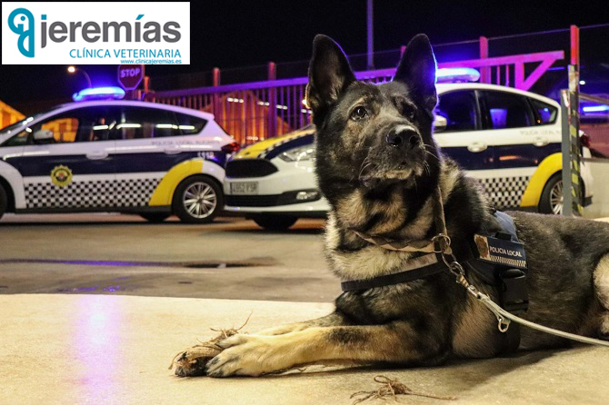 La Unidad Canina de la Policía de Alicante, salva a 98 perros abandonados