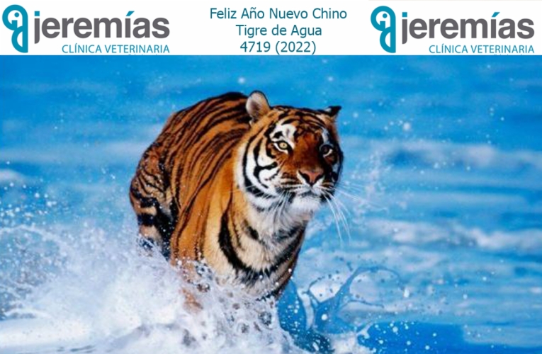 Feliz Año Nuevo Chino del Tigre de Agua 4719 (2022)