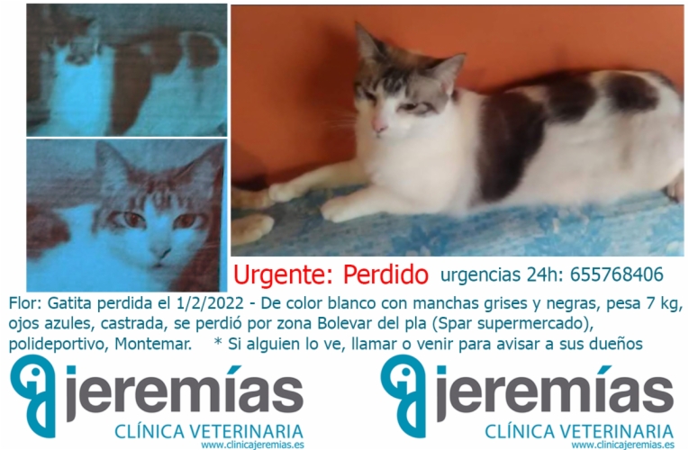 Urgente – gato perdido