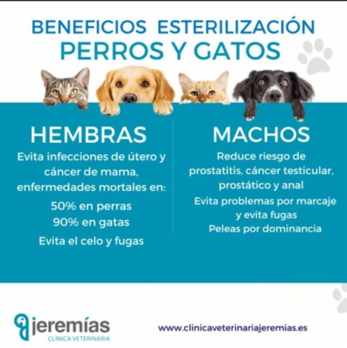 9 Razones principales para Esterilizar o Castrar a tu mascota