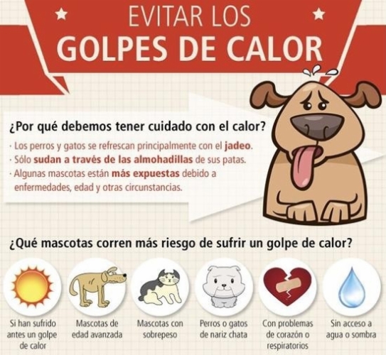 7 Consejos para prevenir los Golpes de calor en tu mascota.