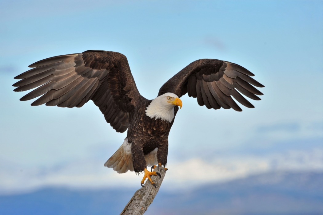 Foto perfecta Águila calva: Lugar adecuado y momento adecuado