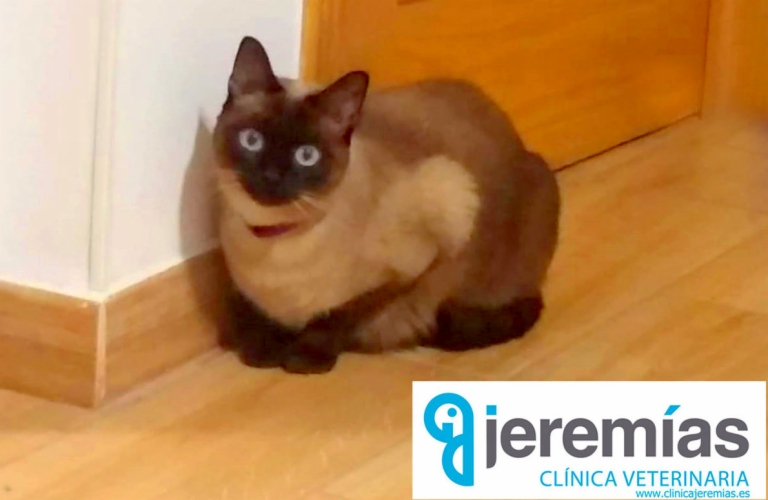 Aviso urgente: Gato perdido, si alguno lo encuentra, se acerque a la clínica veterinaria Jeremías