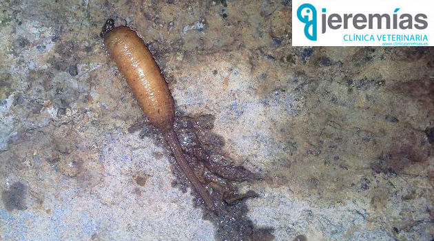 Buen fin de semana: acabamos la semana con esta curiosa noticia: animal con mezcla de rata y gusano