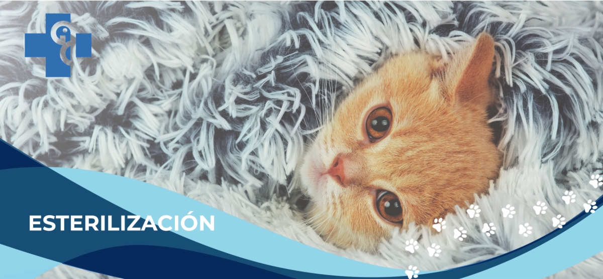 ¿Es necesario vacunar a mi gato?