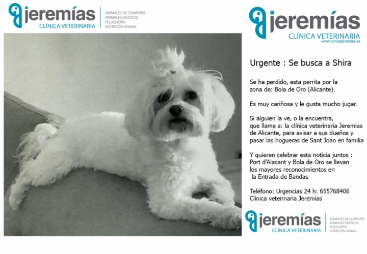 Aviso urgente: perrita perdida