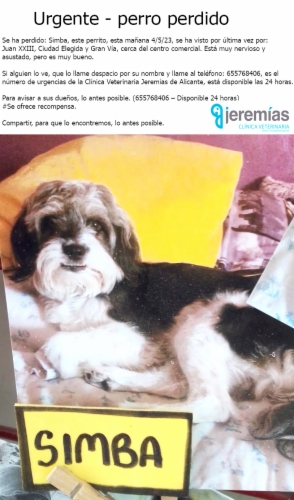 Urgente – perro perdido