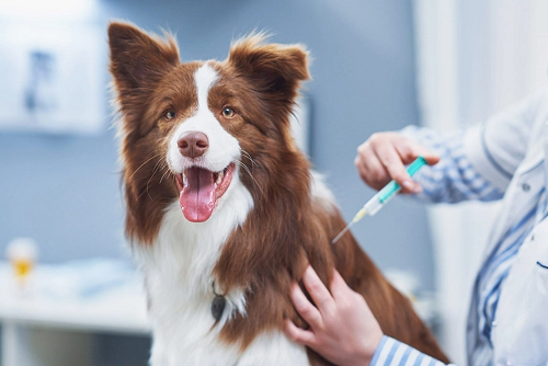 Las vacunas de tu perro.